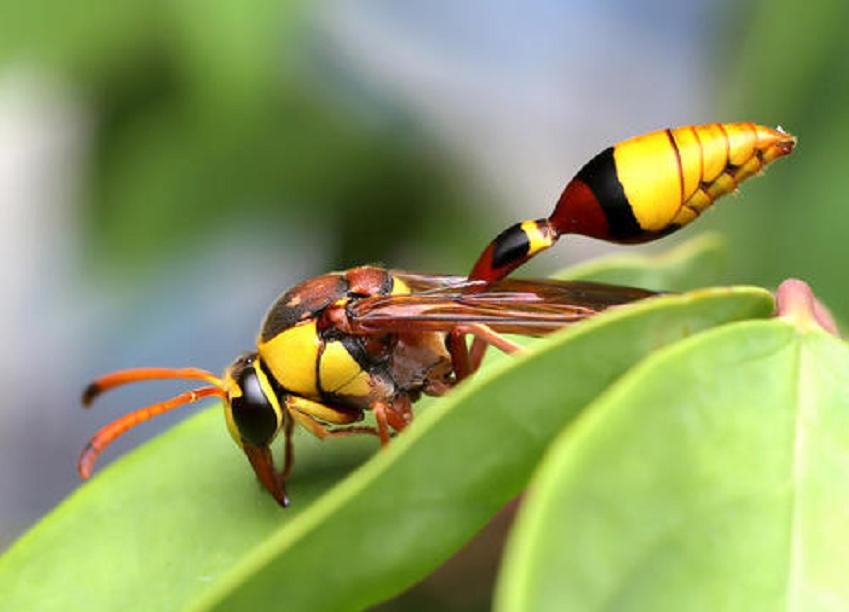 马蜂窝被打掉后马蜂会攻击人吗,马蜂窝被捅怎么让马蜂继续存活