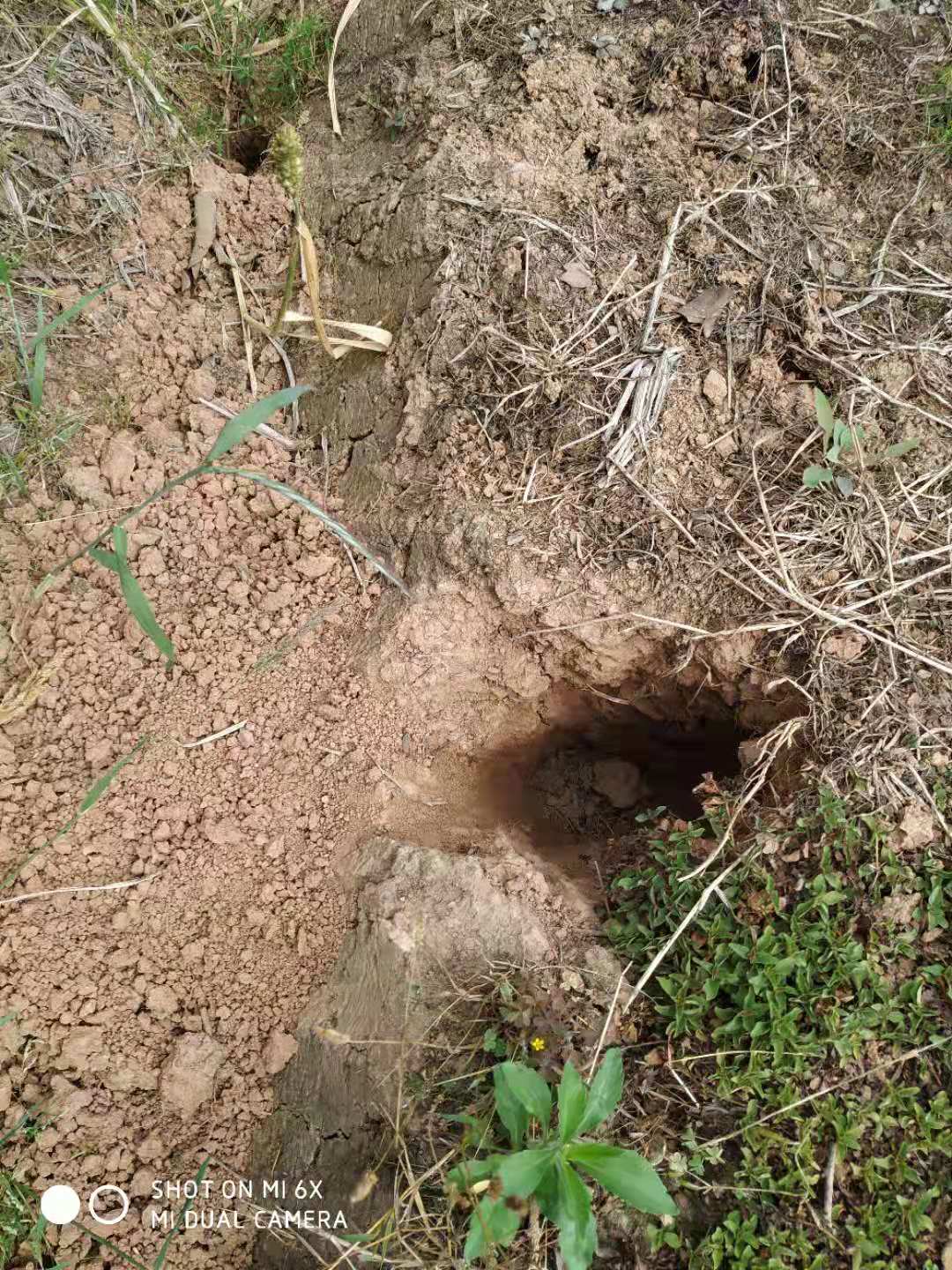 野猪泛滥成灾四川,野猪泛滥成灾农民无法生活