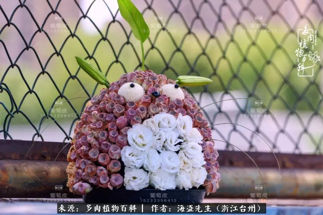 多肉玫瑰怎么才能出状态,多肉山地玫瑰唤醒方法