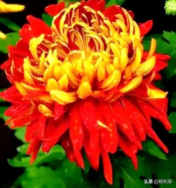 朗读者的心声,随笔朗诵素材