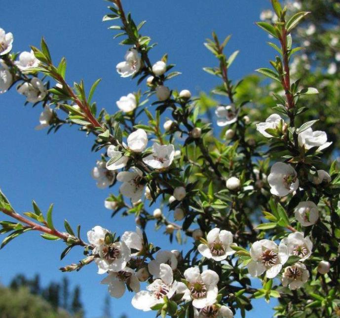 什么才是真正的麦卢卡蜂蜜,麦卢卡蜂蜜怎么知道是不是正品
