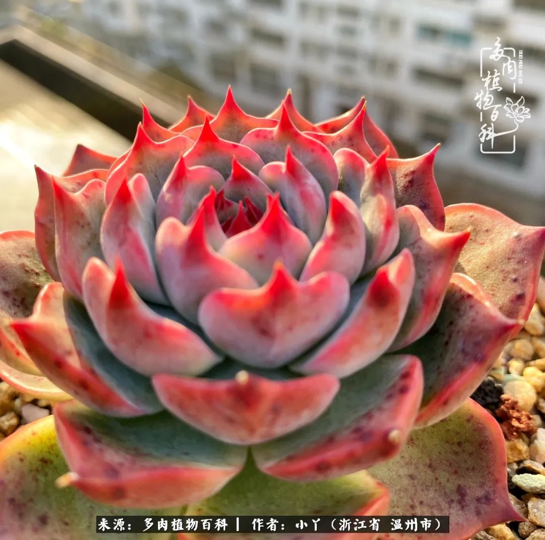 祖上无院家里无矿，一腔浪漫情怀付诸楼顶造花