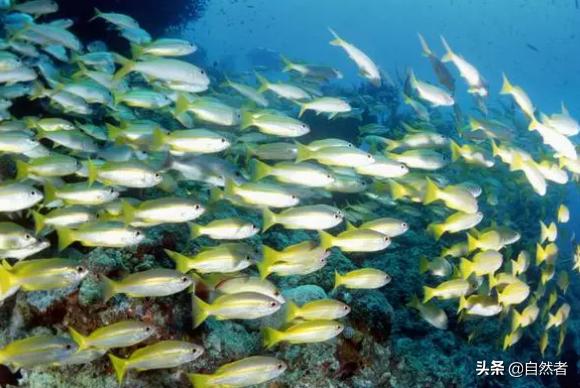 鱼离开水可能会活着对吗,鱼离开水会死下一句