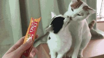 刚租的房子,打扫时发现的前租客留下的东西,要告诉房东吗?