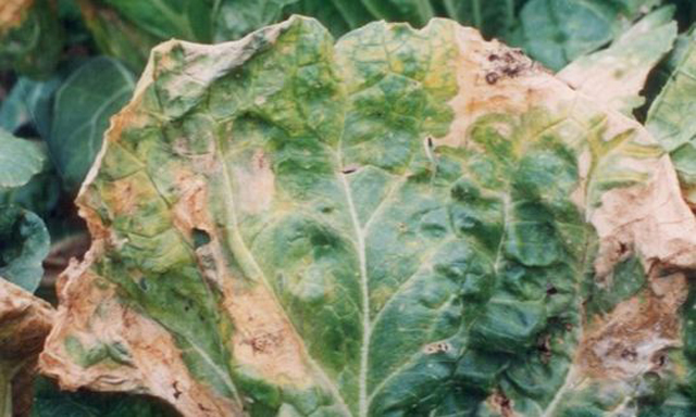 菜心烂心是何原因如何处理,大白菜心烂了怎么回事