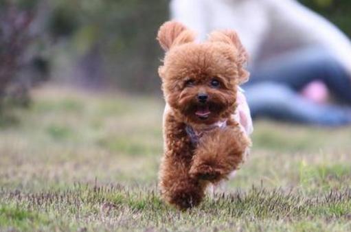 11个缩短你寿命的习惯,贵宾犬吃什么能延长寿命