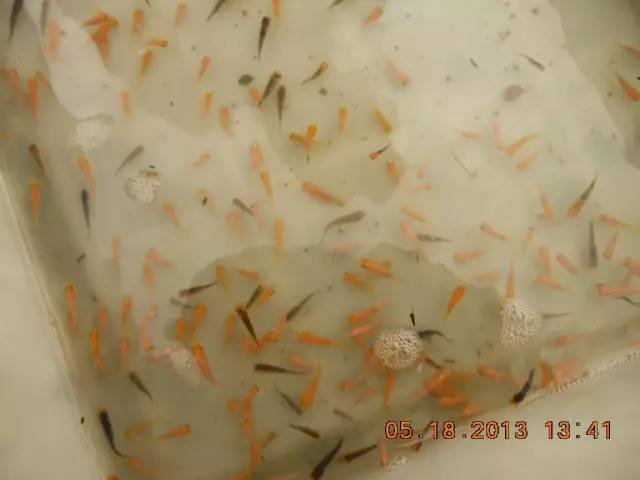 湖南最好的锦鲤养殖基地,湘潭锦鲤养殖