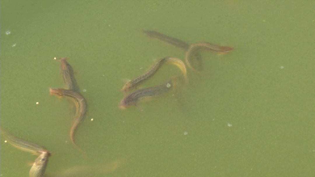 创富新发现:体质强健生长快,台湾泥鳅效益红火