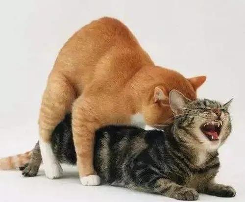 让它们啪啪啪才残忍？猫咪交配的小秘密