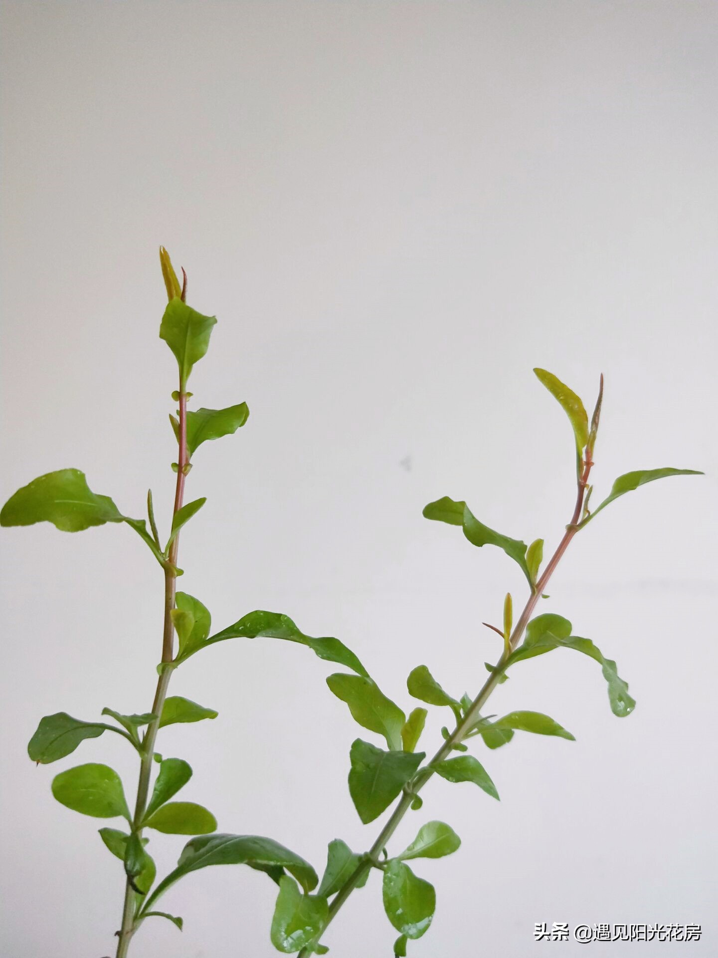 蓝雪花新叶卷曲干枯的原因,蓝雪花花苞和新叶干枯怎么办