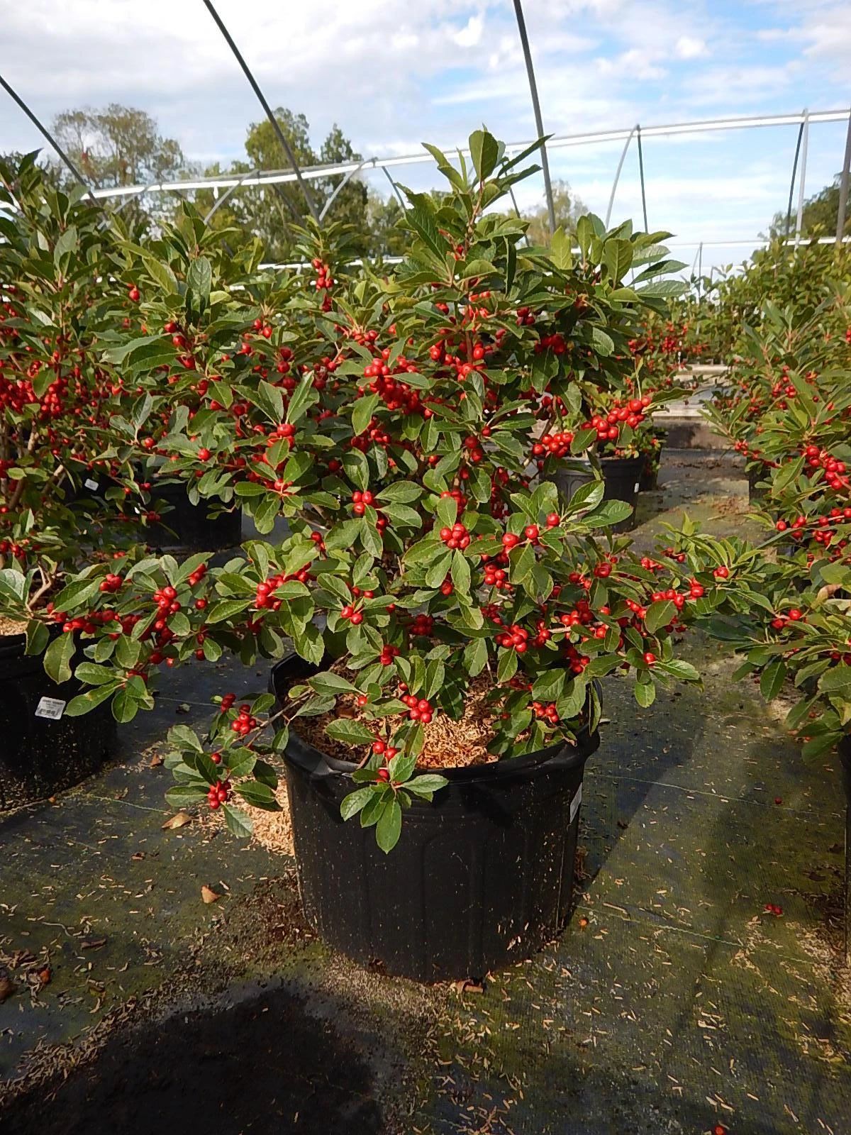 好养的贵族花,4种花便宜好养又漂亮