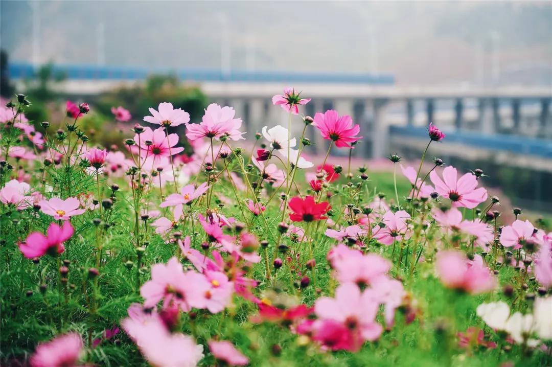 在济南花式避暑，一见“清”心！只需一瞥，便足以把酷夏原谅…