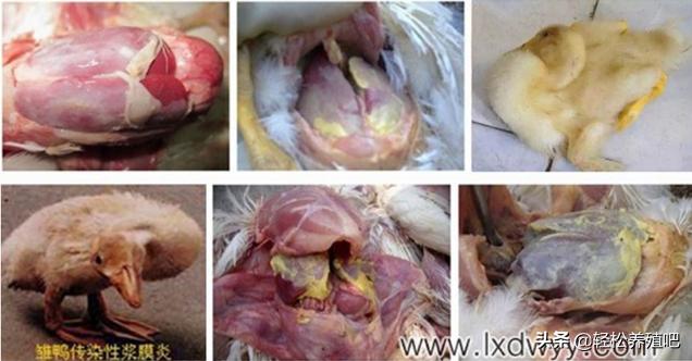 鸡拉稀怎么治,鸡拉稀拉血怎么快速治疗