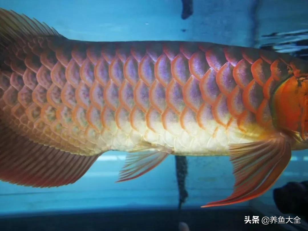 养红龙苗,养红龙如何搭配其他鱼