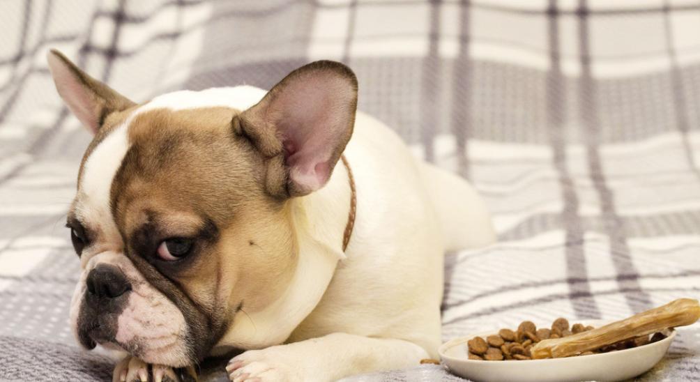 铲屎官怎么处理狗子拉屎问题,哪些原因会使狗狗长期软便拉稀