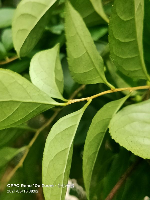 像蟒蛇一样的树,在丛林里看到了一条大蟒蛇