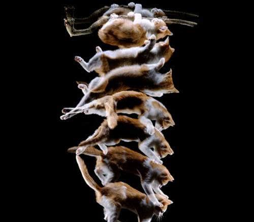 动物趣味知识问答,动物趣味小知识