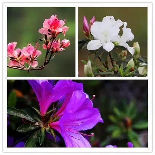 史上最全的花卉介绍，认识超过30种以上绝对是大神