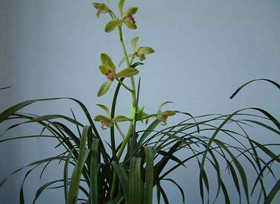 大花蕙兰冬天有花苞怎么养护开花,大花蕙兰出花苞到开花多长时间