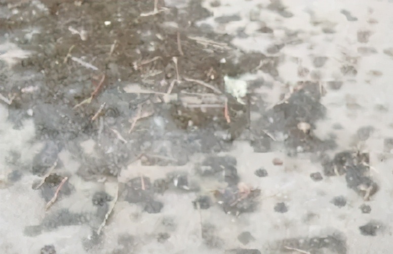 路边的树滴油咋回事,树木为什么会流油