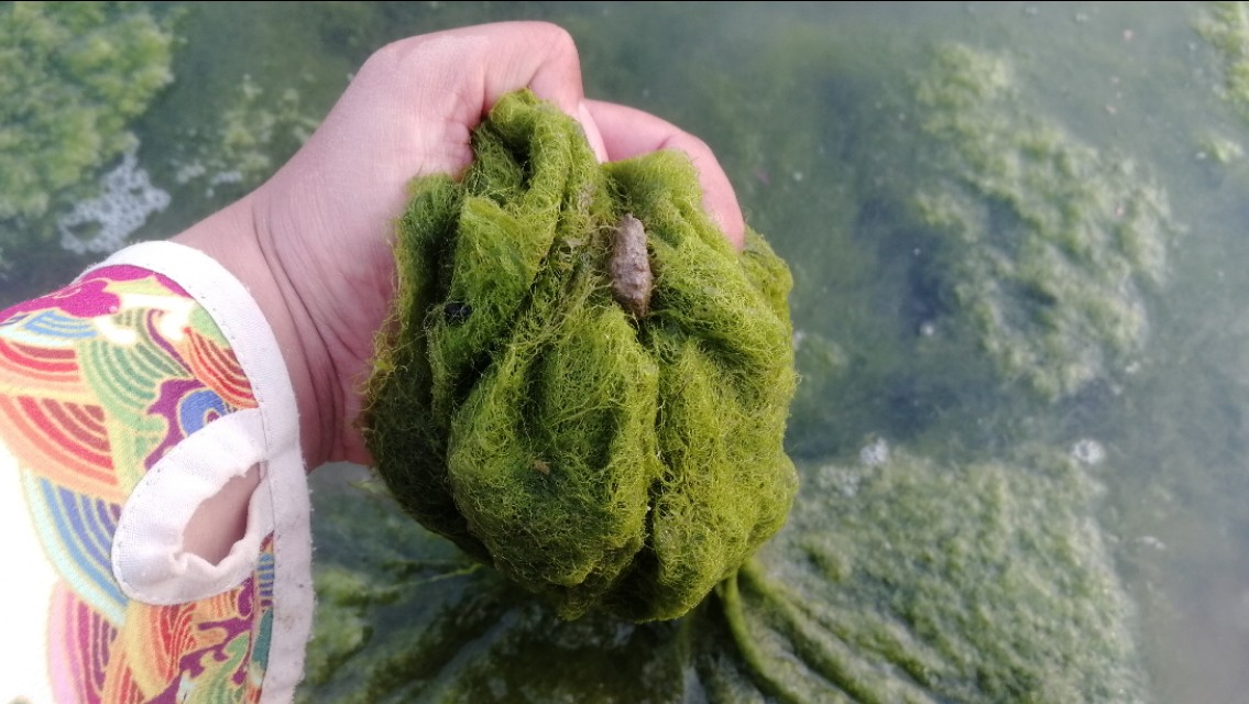 水底青苔厚怎么钓,水底有青苔如何调钓