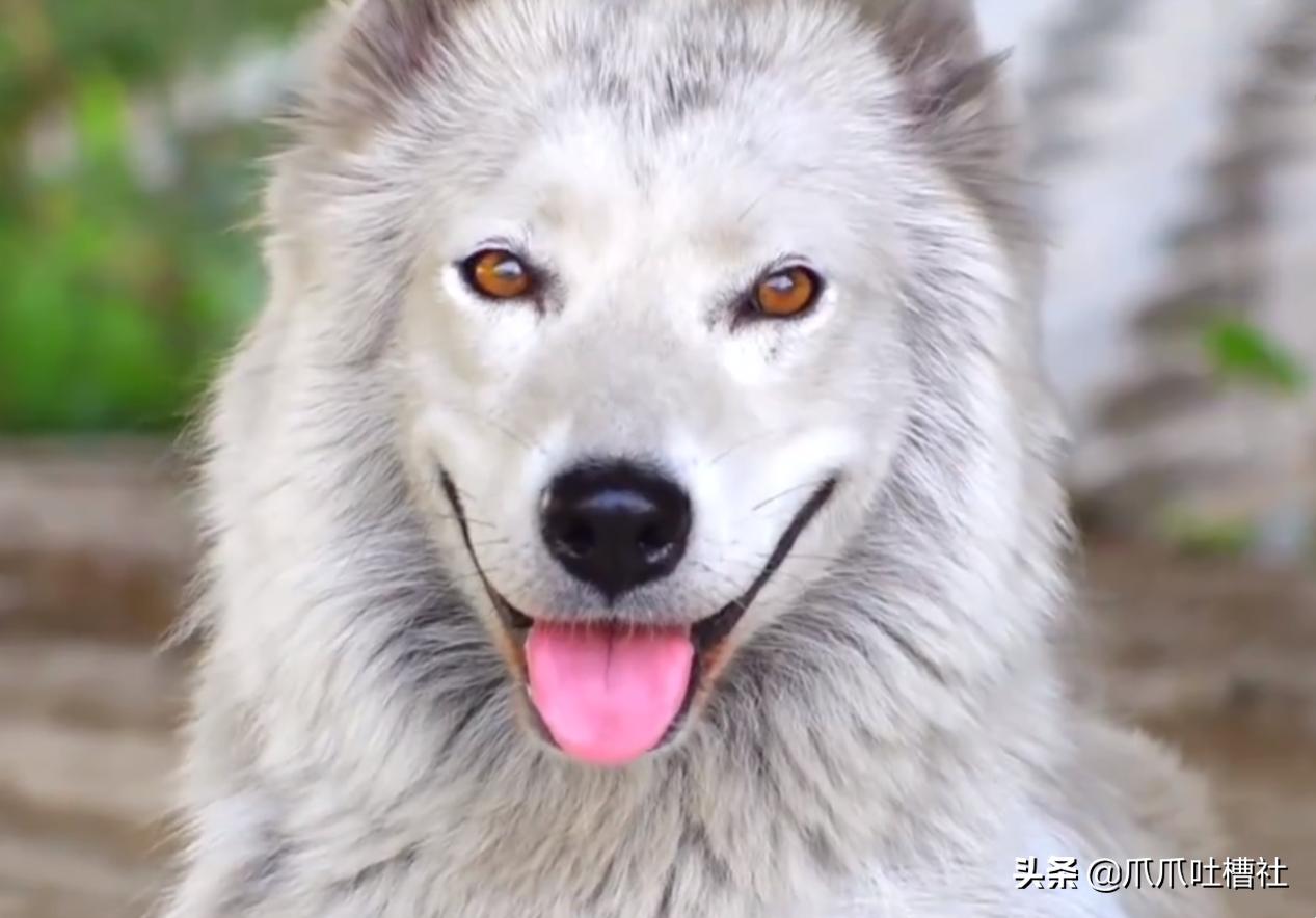 流浪狗身体长了瘤,流浪狗得肿瘤被主人遗弃