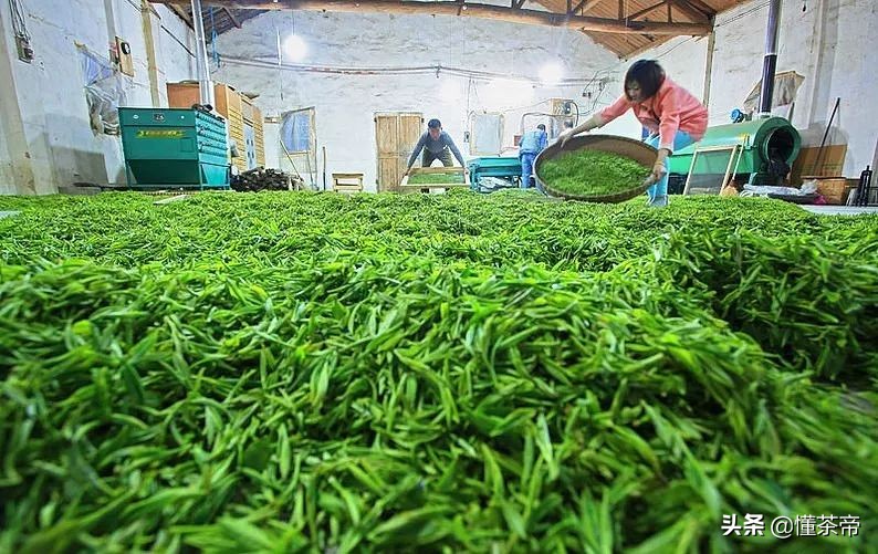 茶叶闻着不香喝着没味道什么原因,茶叶为什么炒得不香