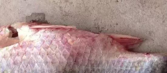 鲫鱼鳃出血能用石灰吗,鲫鱼鳃出血怎么预防