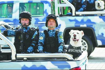 土库曼斯坦国阿拉拜犬,中亚阿拉伯犬图片大全