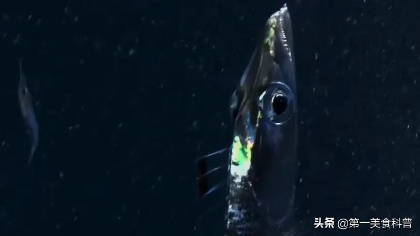 买带鱼记得要分清黑眼睛和黄眼睛,买带鱼黄眼睛和黑眼睛哪种好