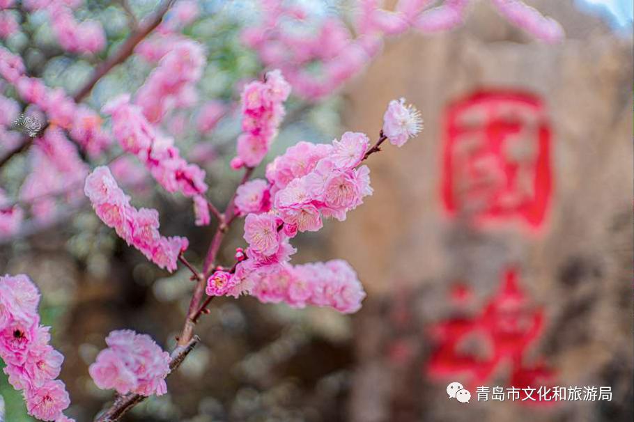 识花赏花学知识,赏花识花学知识