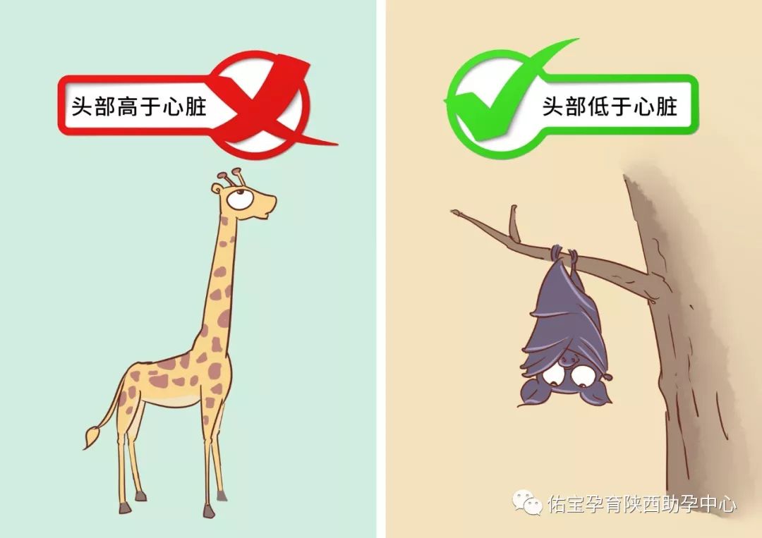 「漫画」听说，怀孕是种很晕的感觉？