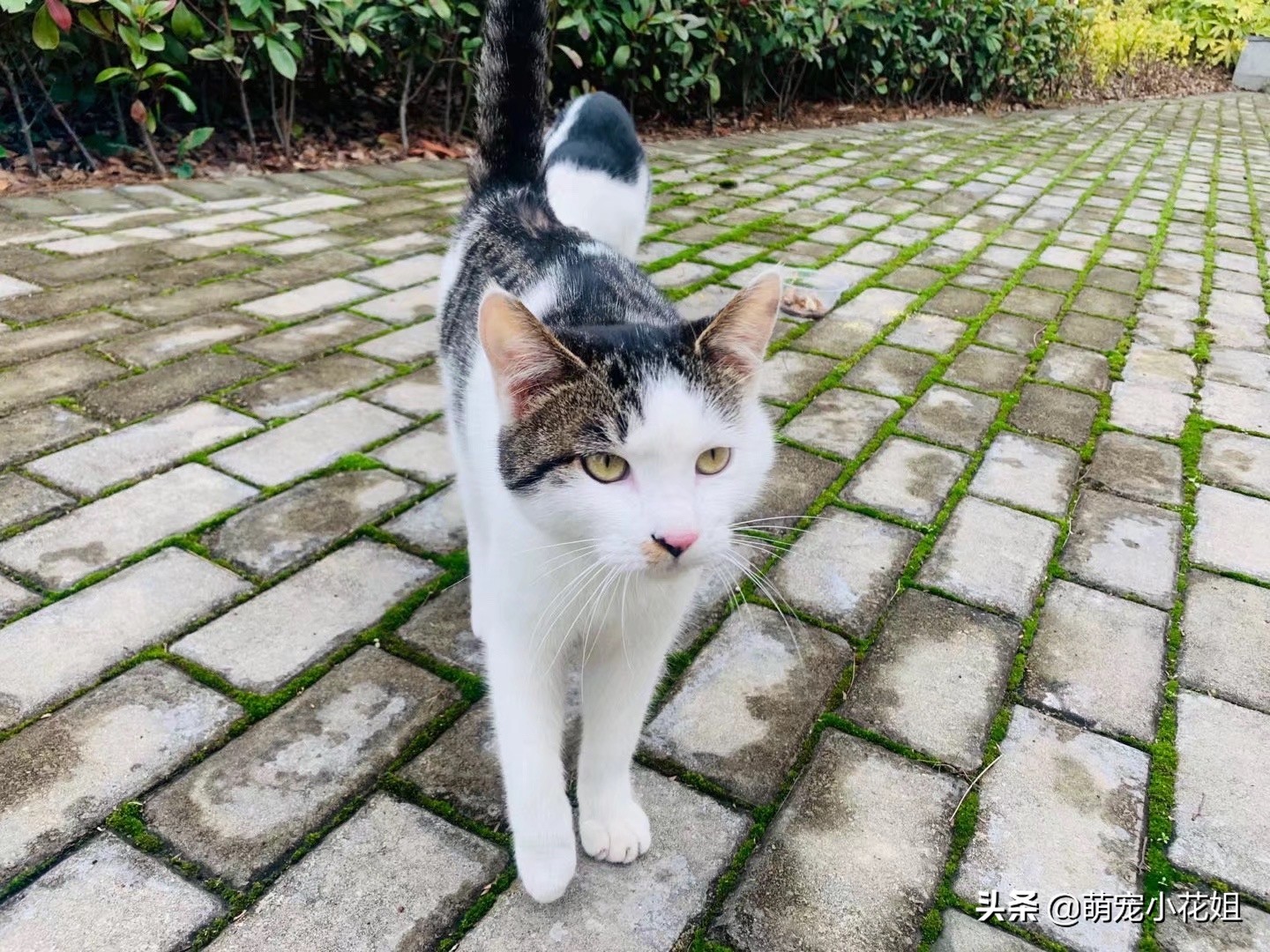 救助的流浪猫绝育,流浪猫因为绝育后生病了怎么办