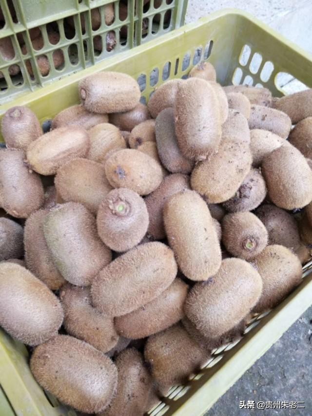 猕猴桃果子大小分级标准,猕猴桃品类区分标准是什么