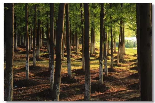 上海最低调的富豪家族,上海的隐藏富豪住在哪里