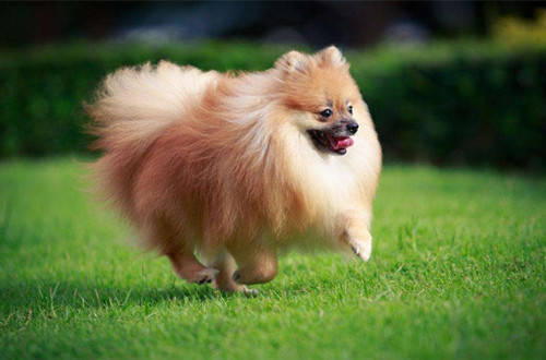 博美犬经常掉毛怎么办?铲屎官了解原因才好对症下药