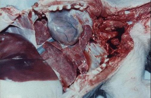 猪弓形虫病的病因分析和防治措施