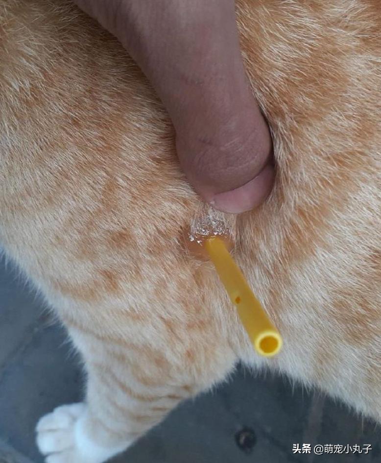 网友看到猫咪身上插了一根小棍，以为是虐猫，扒开毛后笑翻