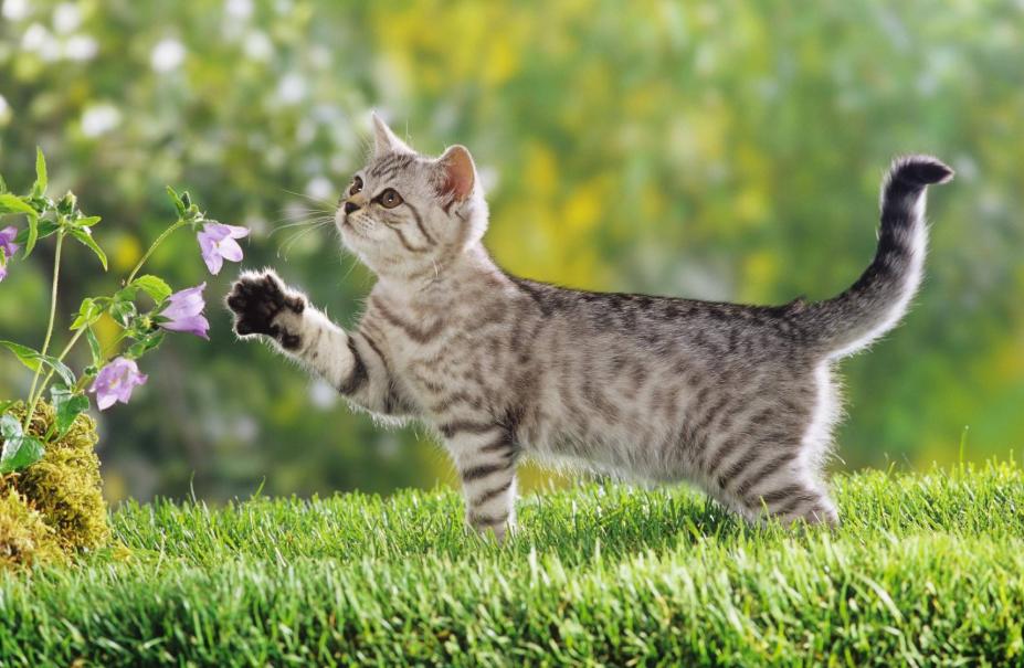 家里猫咪发情了？你知道该如何给它挑选好的配偶吗？