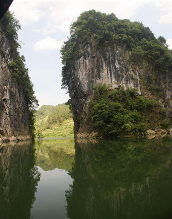 黄山的金凤凰,山沟里的金凤凰湖北