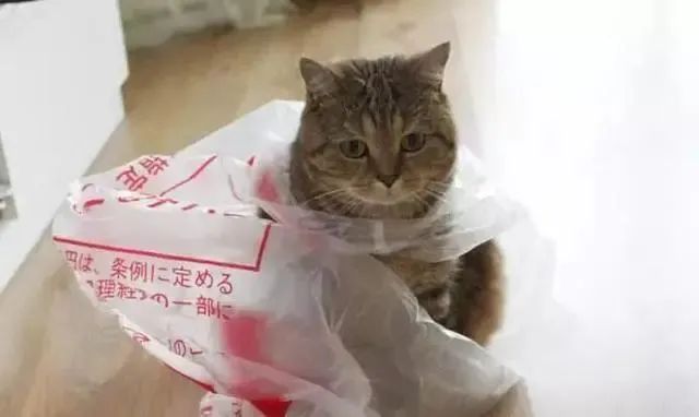 猫咪不习惯吃的表现,猫咪不为人知的用途