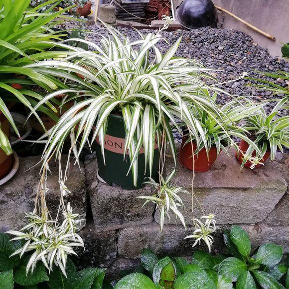 吊兰长了萝卜根还能水培吗,吊兰多久能长出萝卜根