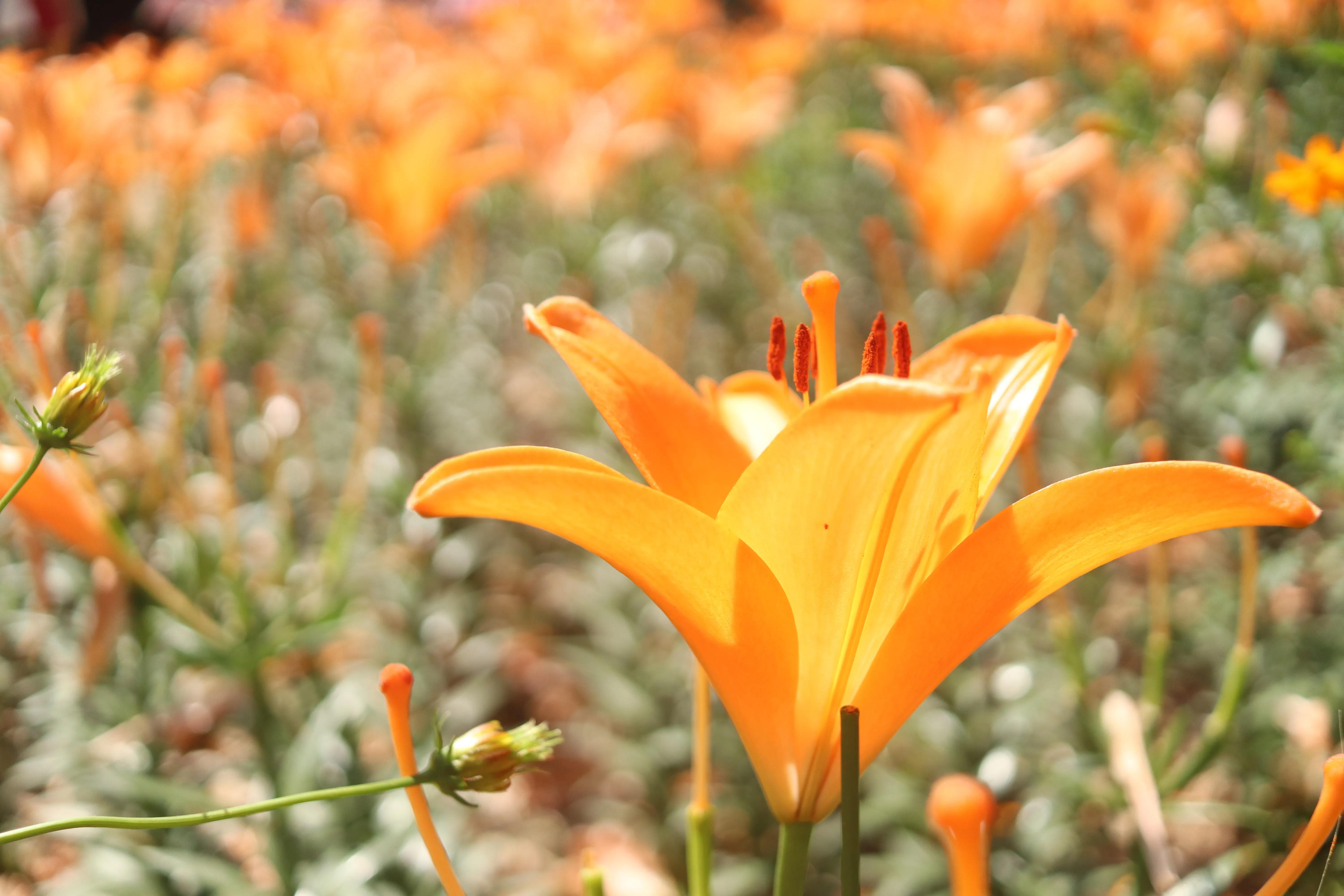 无锡荣氏梅园梅花绽放,无锡荣氏梅园百合花