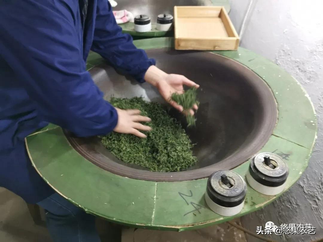 普陀佛茶明前茶,2017普陀佛茶