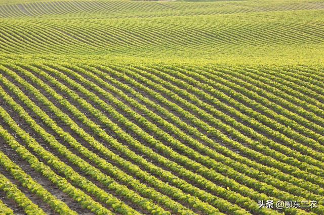 美国农民样子,美国农业怎么个模式