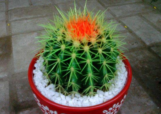 仙人球的刺扎着怎么办,仙人球的刺扎到人有毒吗