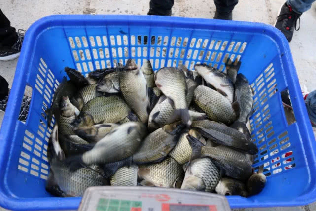 黑坑老板耍的“五个猫腻”别苦了钓鱼人