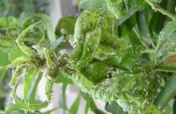 阿维菌素锦鲤杀虫连续杀几天,阿维菌素杀虫效果好吗