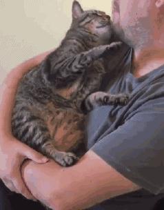 养猫首选这5种,养猫首选品种