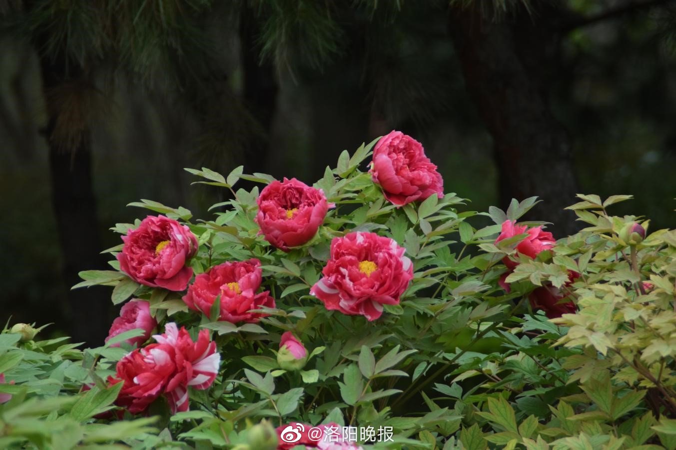 洛阳四月正是牡丹盛开的季节,洛阳牡丹几月几日开最美